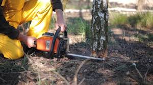 How Our Tree Care Process Works  in Pinconning, MI